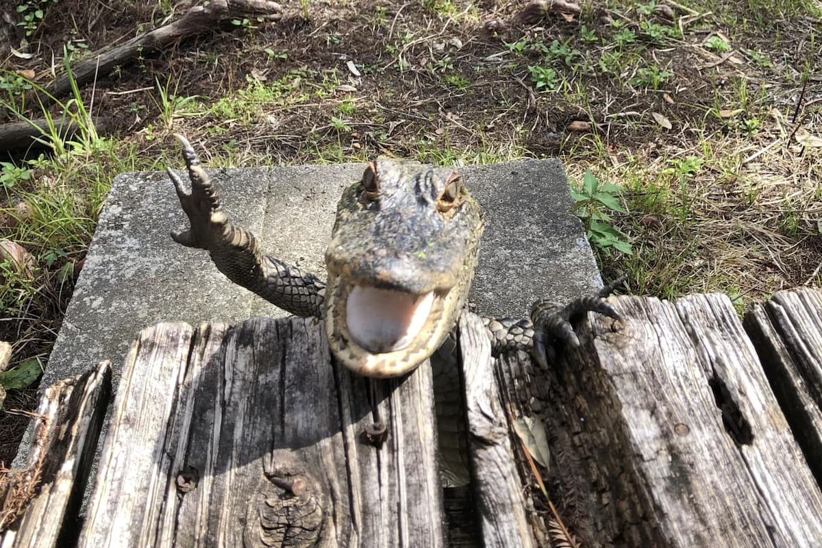 En la foto, el pequeño caimán aparece con el hocico abierto y una pata delantera en el aire