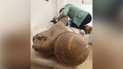 En la foto, la especialista Sabine Gaudzinski-Windheuser, examina el fémur de un elefante macho adulto.
