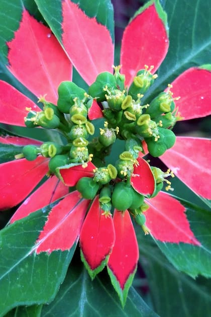 En la foto se puede ver a la Euphorbia cyathophora.