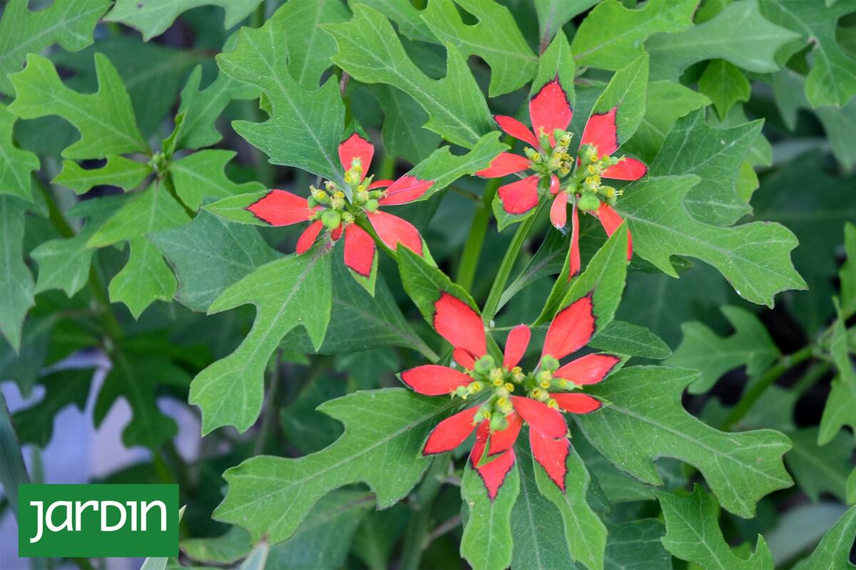 En la foto se puede ver a la Euphorbia Cyathophora.