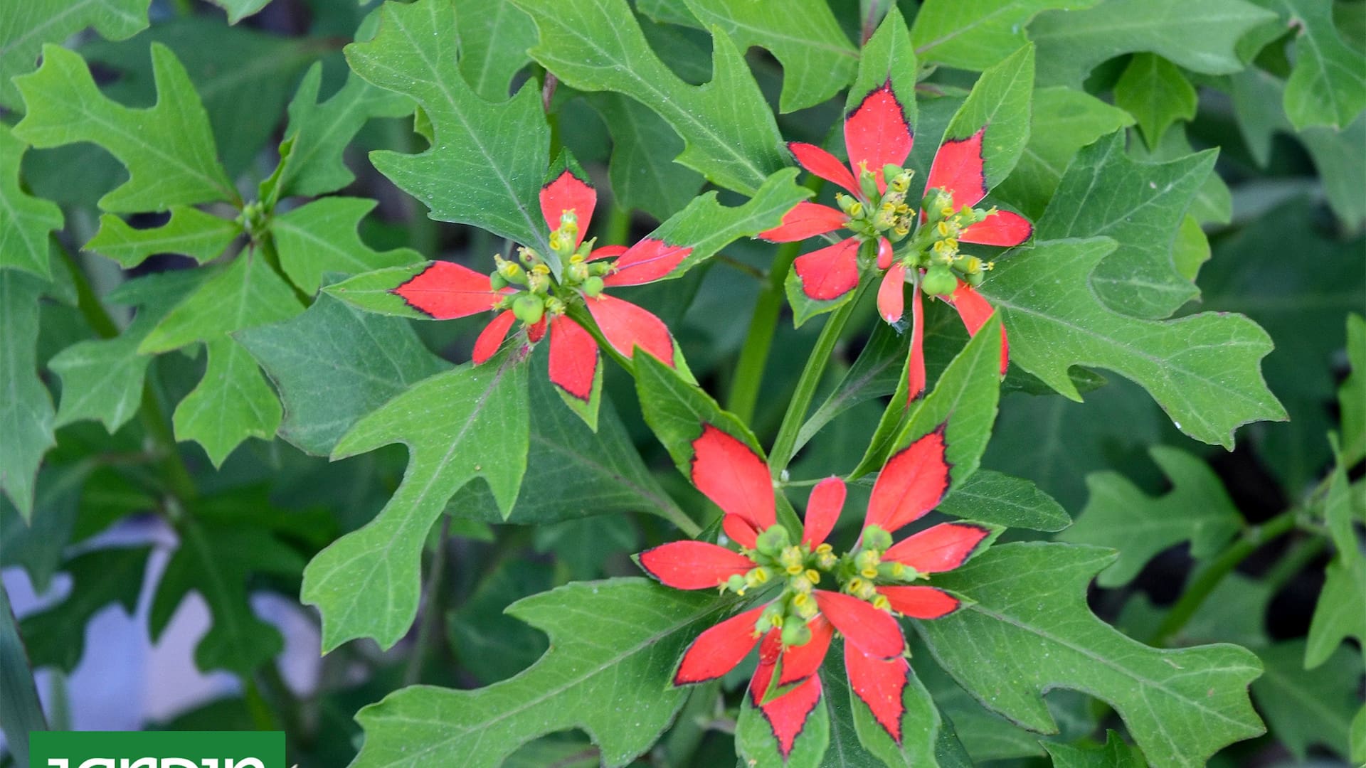 En la foto se puede ver a la Euphorbia Cyathophora.