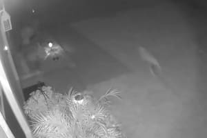 En la grabación aparece una criatura corriendo por un jardín que posee un asombroso parecido con un dinosaurio, específicamente un velociraptor, una especie que se extinguió hace unos 70 millones de años (YouTube)