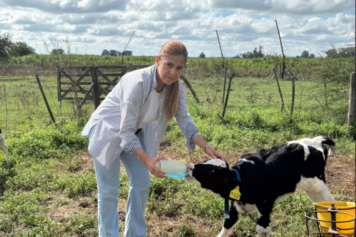 En la guachera, una de las ocupaciones de la productora