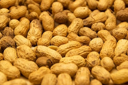 En la harina que se saca del maní su principal atributo que lo hace destacable entre los diferentes suplementos es el alto nivel proteico, entre 50-54% y alta digestibilidad (77-80%)