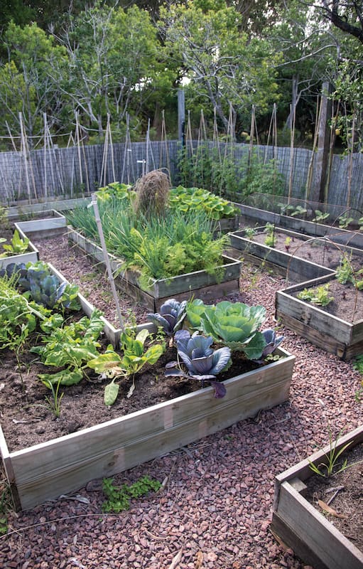 En la huerta de canteros elevados, es importante, antes de sembrar o trasplantar, eliminar las malezas con una azada y airear el suelo con una laya o pala para mejorar el drenaje.