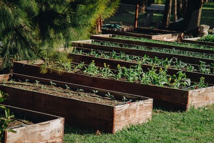 En la huerta de Saavedra, parte de los canteros fueron elevados para poder mejorar los suelos.