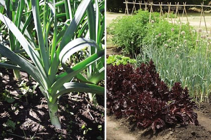 En la huerta, el puerro se asocia muy bien con cultivos de hoja, como las lechugas, espinacas y repollo; también con zanahoria.