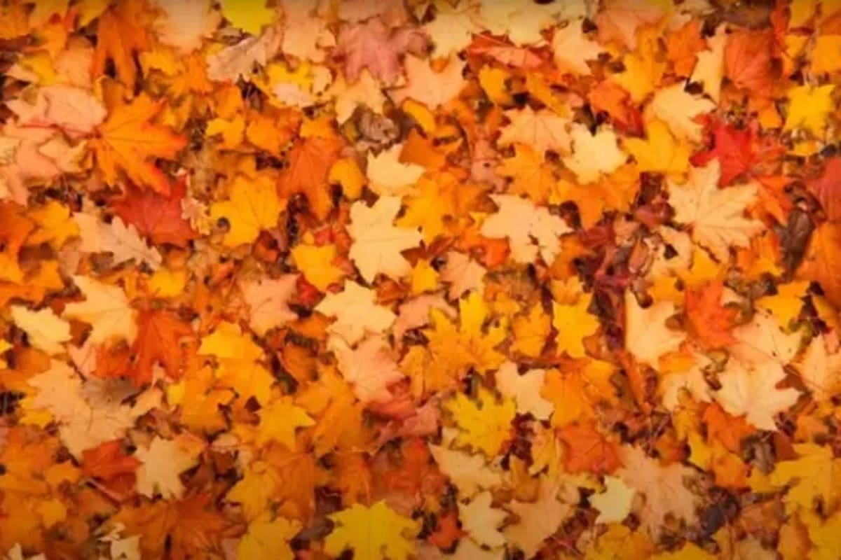 En la imagen se esconde una mariposa, solo el 1 % pudo resolverlo.