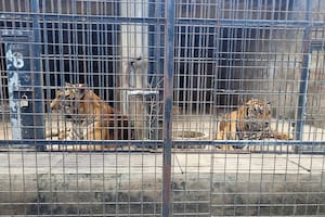 En la imagen, tigres enjaulados en el zoo Dong Xoai, en la ciudad de Bien Hoa, Vietnam, el 3 de octubre de 2024. (Phuoc Tuan/VNExpress vía AP)