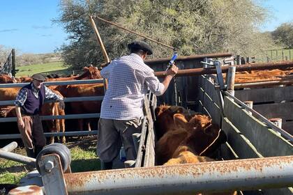 En la industria destacan el sistema de vacunación