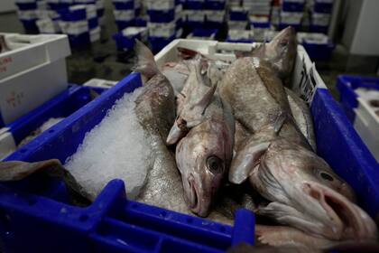 En la industria pesquera alertaron sobre la baja en las exportaciones  (AP Foto/Virginia Mayo)