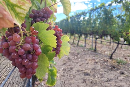 En la industria vitivinícola analizaron el DNU del presidente, Javier Milei