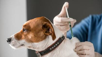 En la inmensa mayoría de los casos el perro es el animal que transmite a los humanos