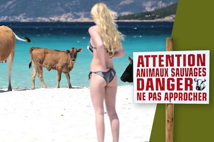 En la isla de Corsican los turistas denunciaron accidentes provocados por las vacas salvajes que deambulan por el lugar