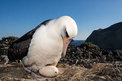 En la Isla Guadalupe los huevos que llegan desde Hawái son "adoptados" por padres de otra especie