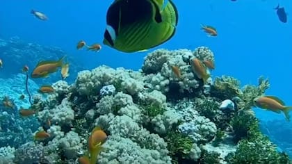 En la isla Mnemba se restauró el 80% de la cobertura del coral.