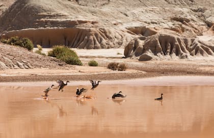 En la laguna del sector Valle Lunar hay patos.