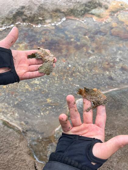 En la laguna se encuentran las arqueas más primitivas que se hayan descubierto hasta el momento y que se asemejan a los organismos que permitieron las condiciones para que haya vida en el planeta