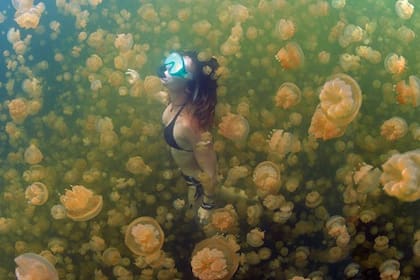 En la Laguna Sura de las Islas Roca de Palaos se puede nadar entre cientos de medusas doradas
