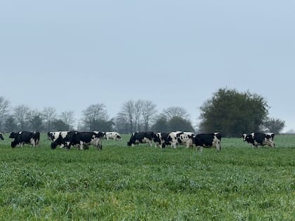 En la lechería, comprar una camioneta 4x4 demandó 99.755 litros de leche, un 5% más que hace un año