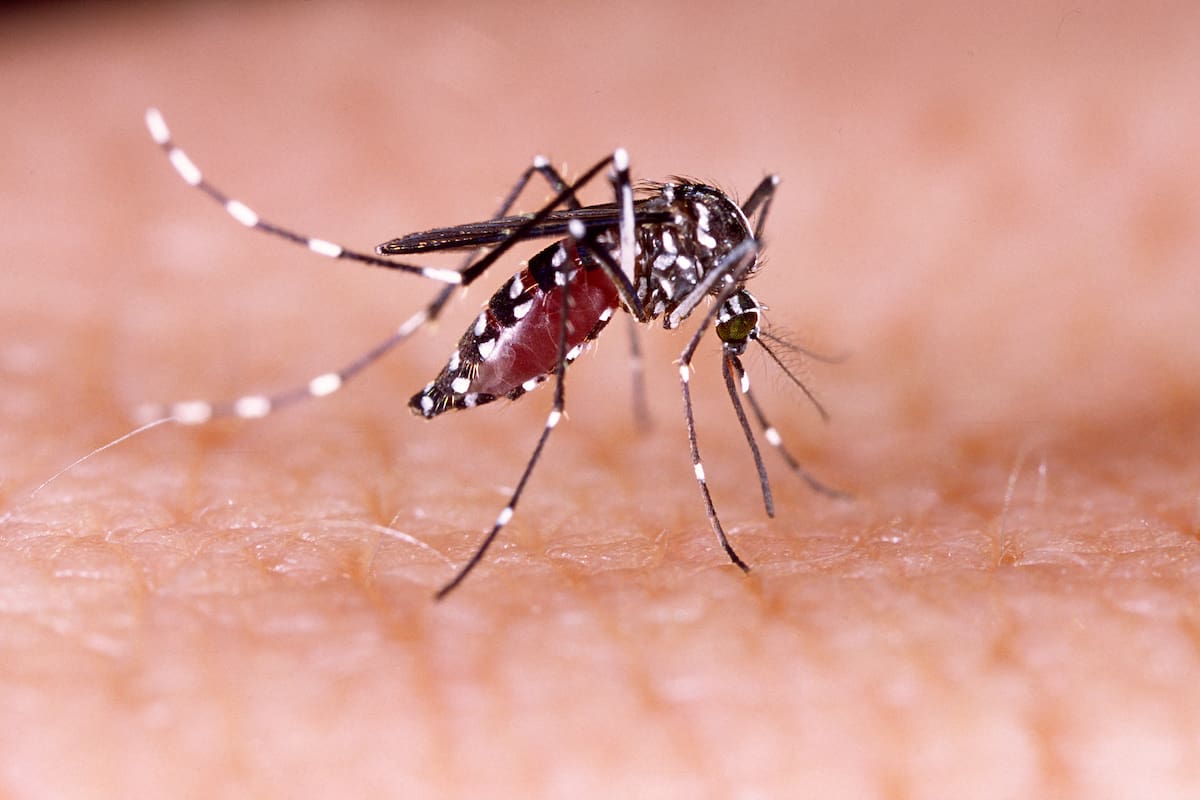 En la literatura científica hay poco escrito sobre el dengue congénito en Sudamérica