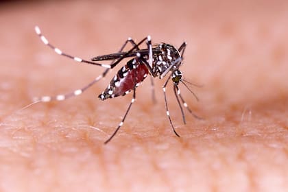 En la literatura científica hay poco escrito sobre el dengue congénito en Sudamérica