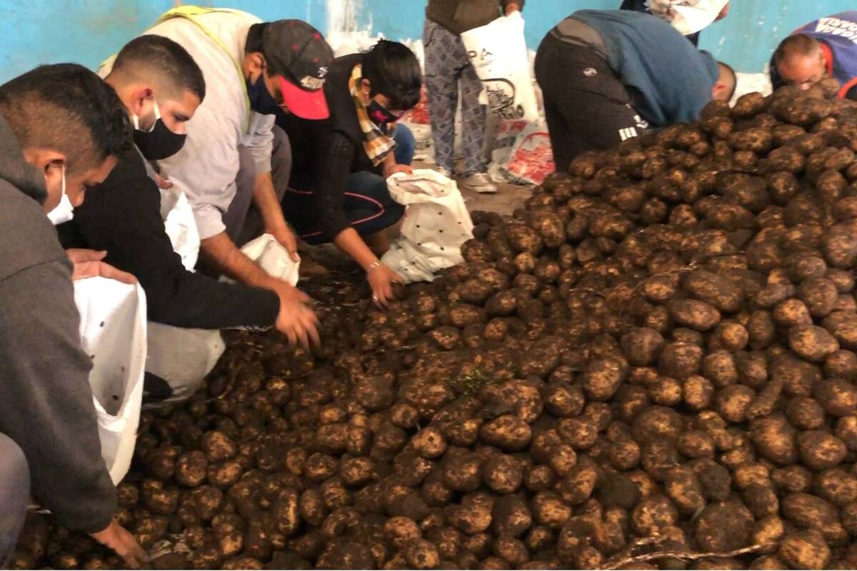 En La Matanza, decenas de voluntarios ayudan a embolsar papa