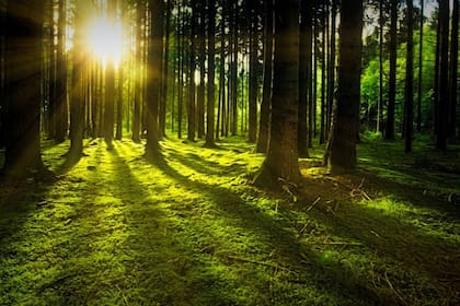 En la mayoría de las raíces de plantas se forman colonias de hongos micorrícicos, lo que constituye una de las simbiosis más generalizadas del planeta