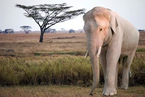 En la mayoría de los casos, la aparición de un elefante en los sueños puede significar un buen augurio