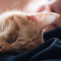 ¿Tu gato deja parte de la lengua afuera? Esto significa el curioso gesto