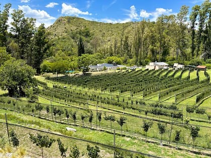 En la media hectárea que no pudieron reforestar por la pendiente del terreno y lo dañado que estaba el suelo, instalaron un viñedo