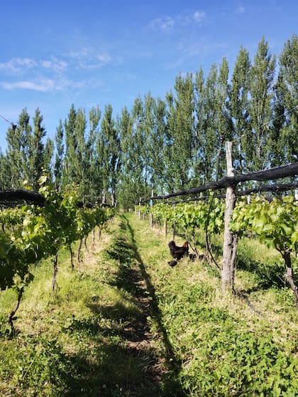 En la meseta central chubutense, la agroecología es el eje de Cielos de Gualjaina