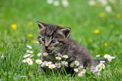 En la mitología egipcia, los gatos están asociados con el dios Ra y nueve vidas