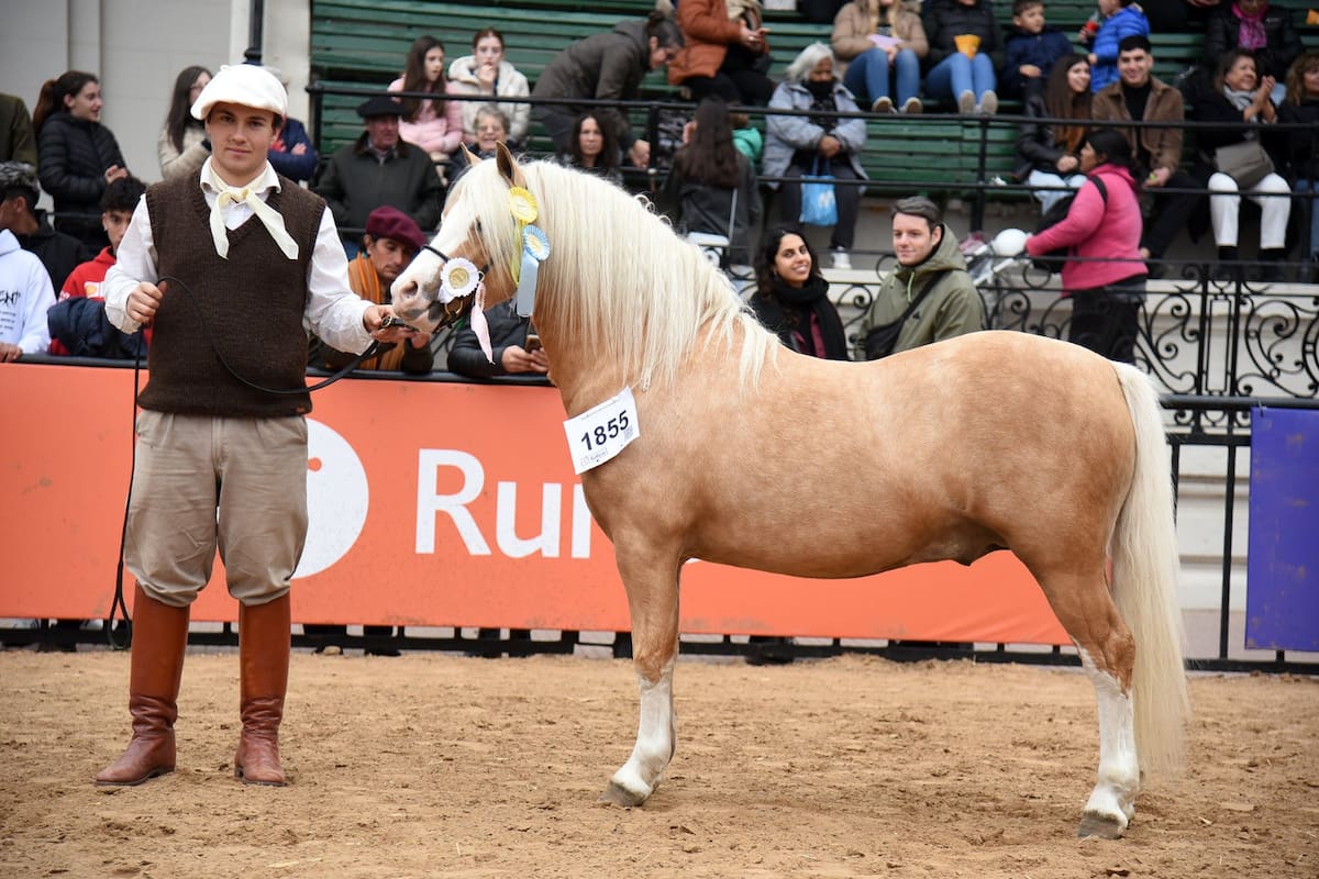 En la muestras hay ejemplares Welsh Mountain Pony y Welsh Pony