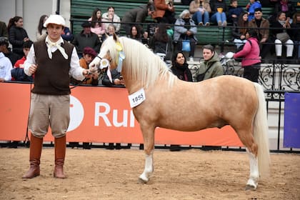 En la muestras hay ejemplares Welsh Mountain Pony y Welsh Pony