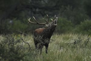 El cortejo de los ciervos colorados, un espectáculo único que se puede ver en una reserva natural
