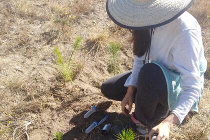 En la Patagonia hay cada vez más monocultivos forestales y una de sus principales plagas son las hormigas; para controlarlas, hoy se usan cebos tóxicos que tienen efectos negativos en el ambiente