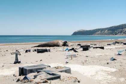 En la Patagonia, los animales conviven con los deshechos de plástico