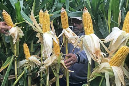 En la Patagonia se ajustó el manejo para altos rindes
