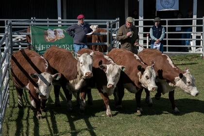 En la pista. Norman Catto en la jura