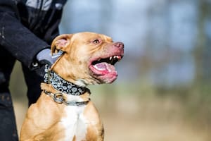 En La Plata, dos perros pitbull mataron ferozmente a un ladrón