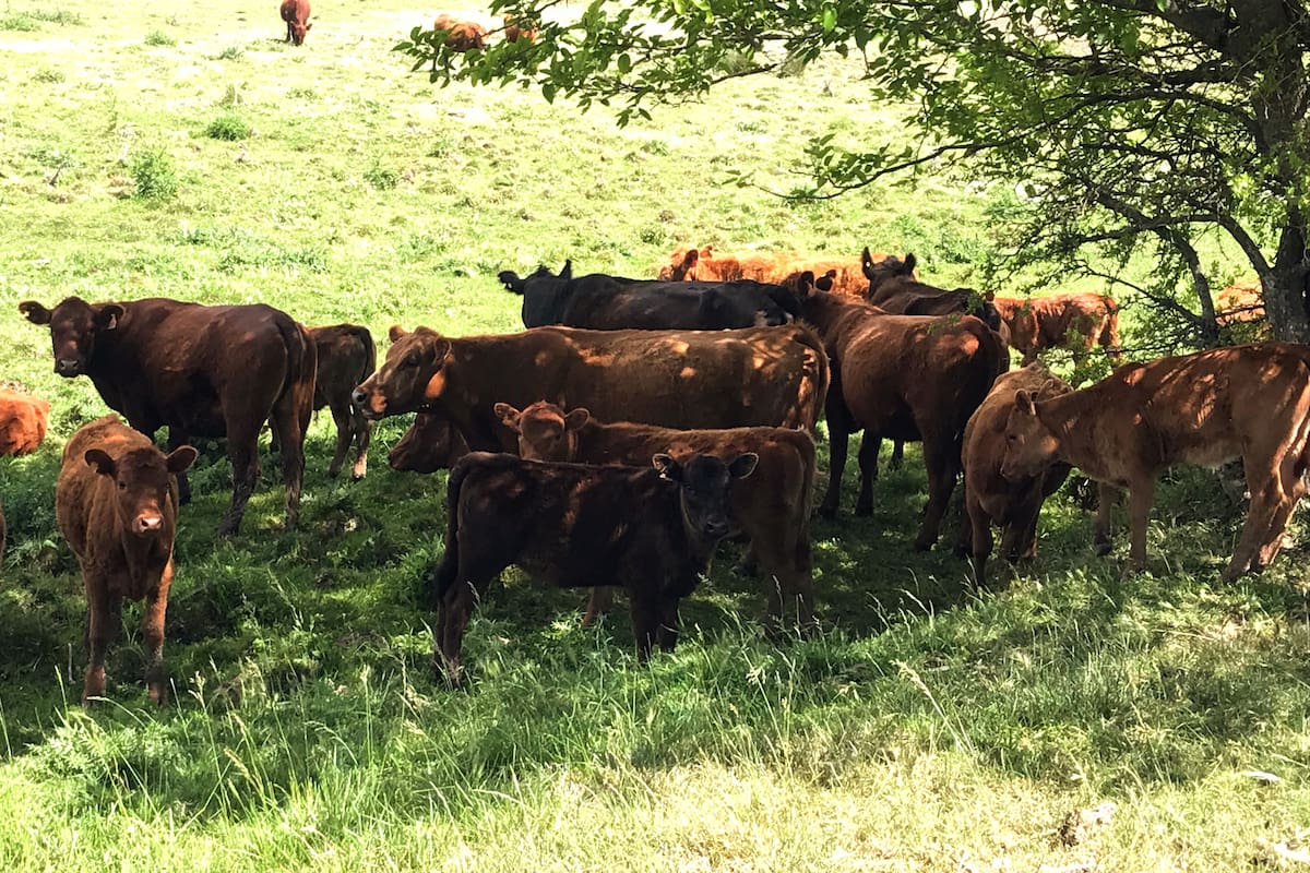 En la práctica, lo que cambia o se modifica es el peso del ternero al final de la recría, el cual depende del mercado al que se destine ese animal. Cuando se busca terminar novillos livianos para consumo interno (400 a 420 kg/cab) el peso final de la recría varía entre 280 a 300 kg/cabeza