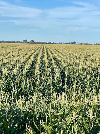 En la primera cosecha se lograron rendimientos sobresalientes de 125 quintales por hectárea de grano seco