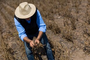 En la principal zona agrícola del país los rindes de la soja tuvieron una fuerte caída