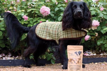 En la promoción de las galletitas para mascotas del Castillo de Balmoral, un perro luce una de las mantas de tweed Happy Hound que también se venden online