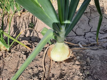 En la provincia de Buenos Aires, a principio de año la cebolla sufrió daños por exceso de agua