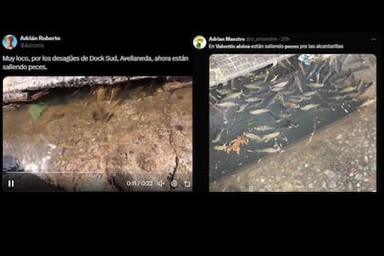 En la provincia de Buenos Aires aparecieron peces en las calles (Captura Twitter)