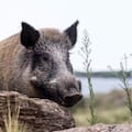 Una provincia permitirá la venta de carne de jabalí, una especie que genera graves daños