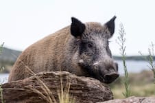 Una provincia permitirá la venta de carne de jabalí, una especie que genera graves daños