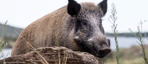 Una provincia permitirá la venta de carne de jabalí, una especie que genera graves daños